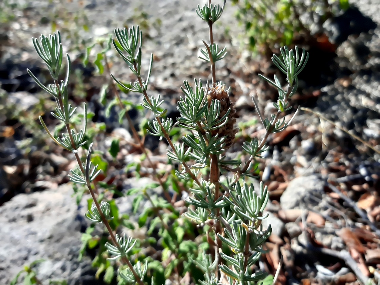 Lavandula stoechas