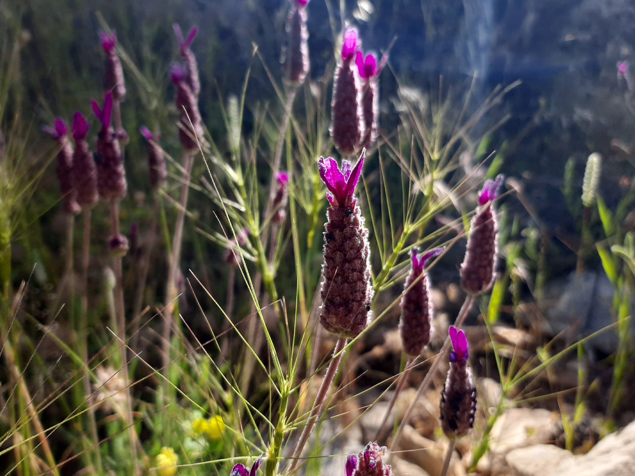 Lavandula stoechas
