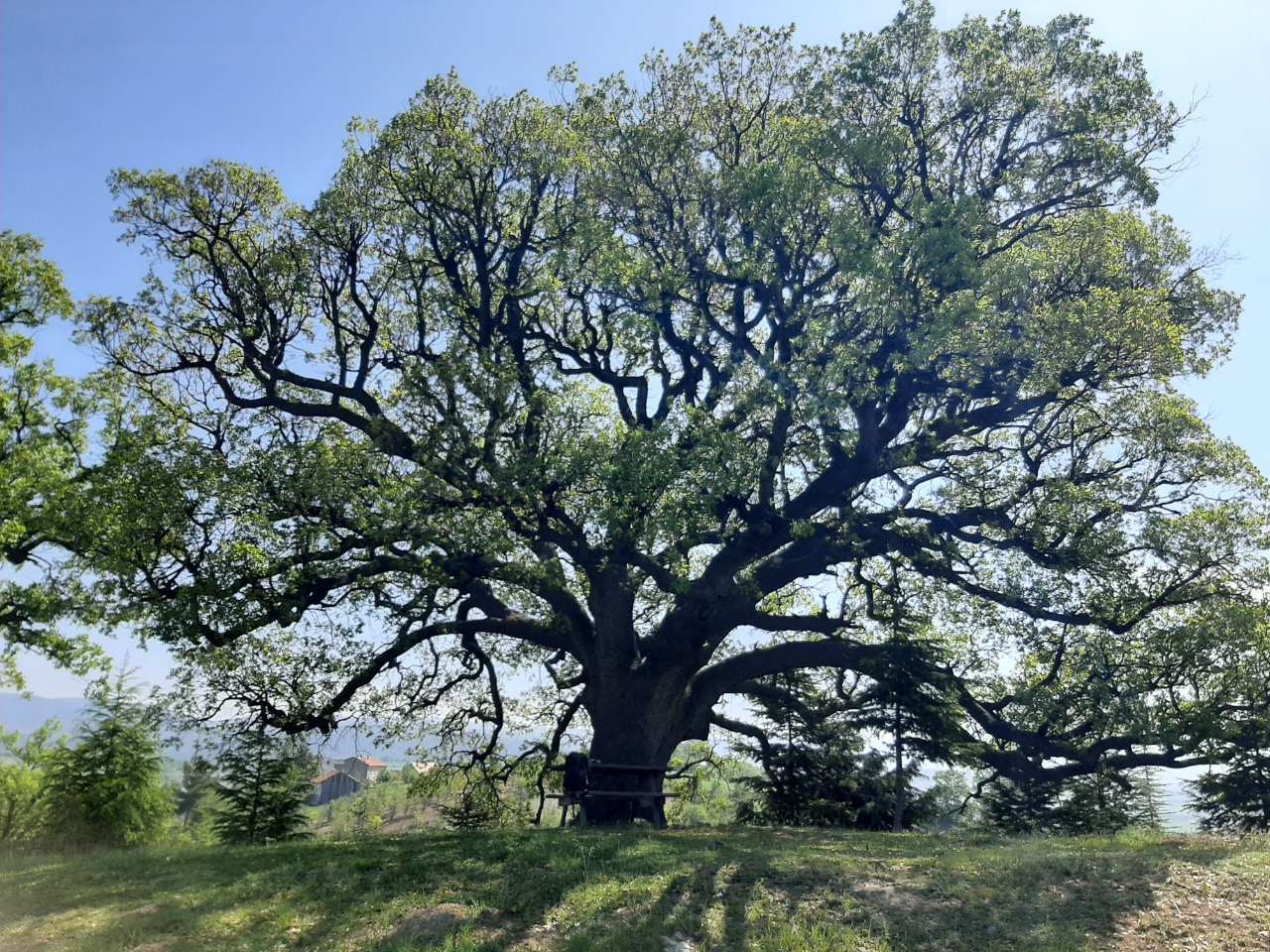 Quercus pubescens