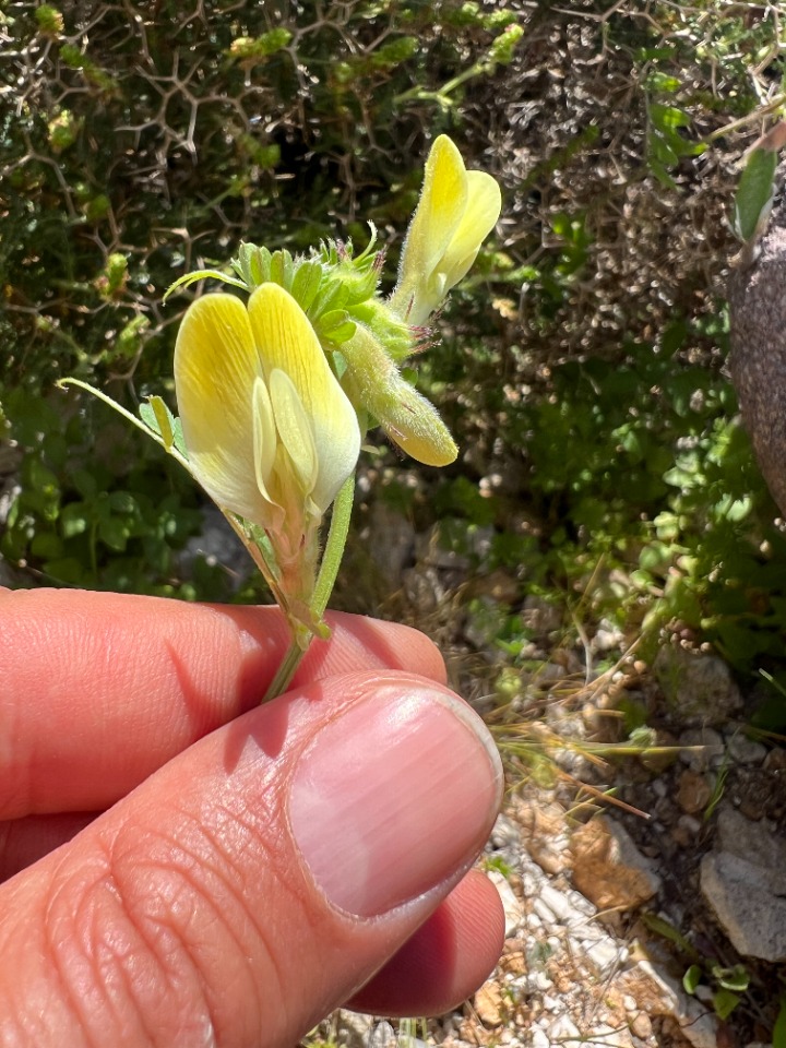 Vicia hybrida