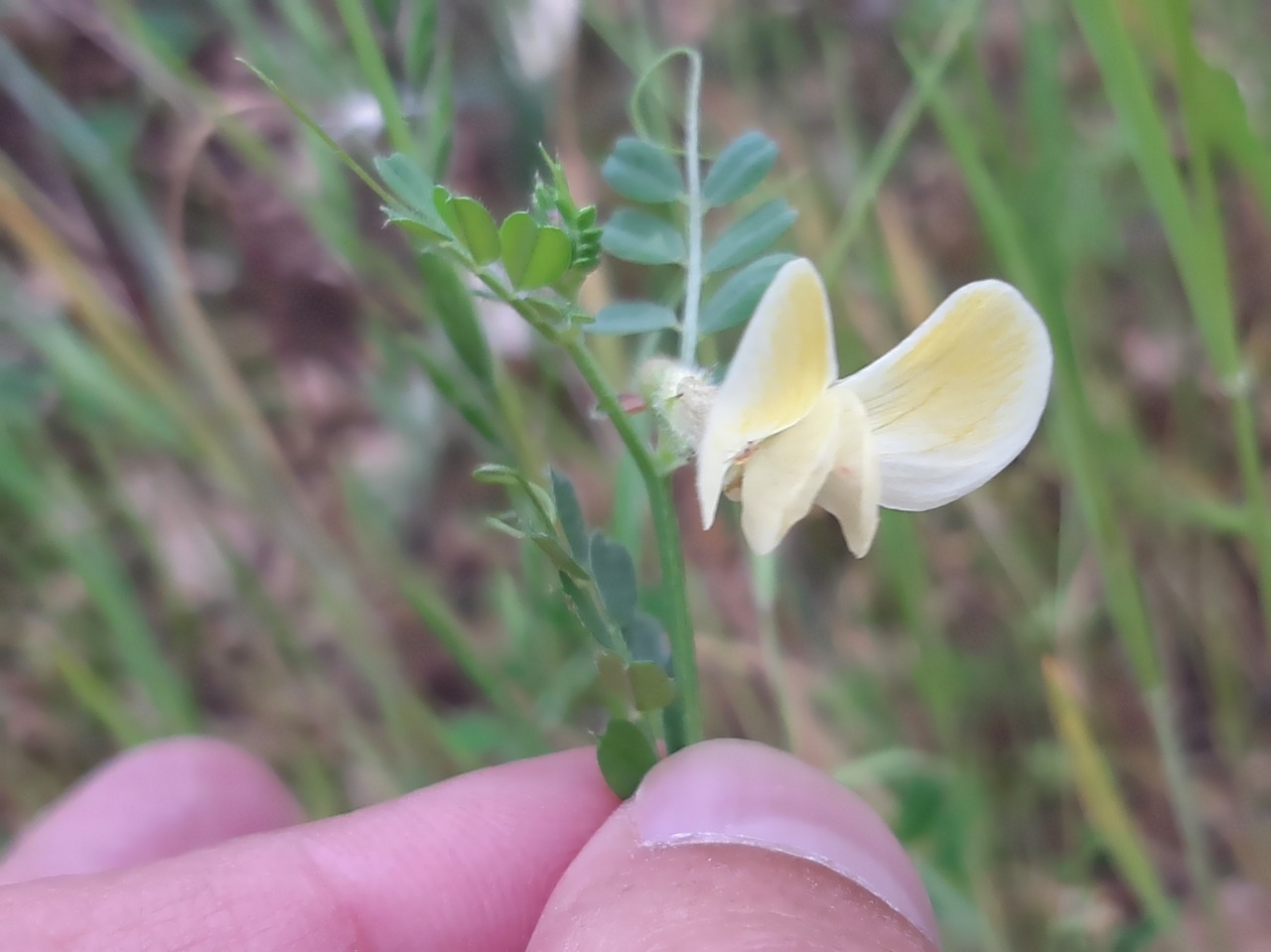 Vicia hybrida