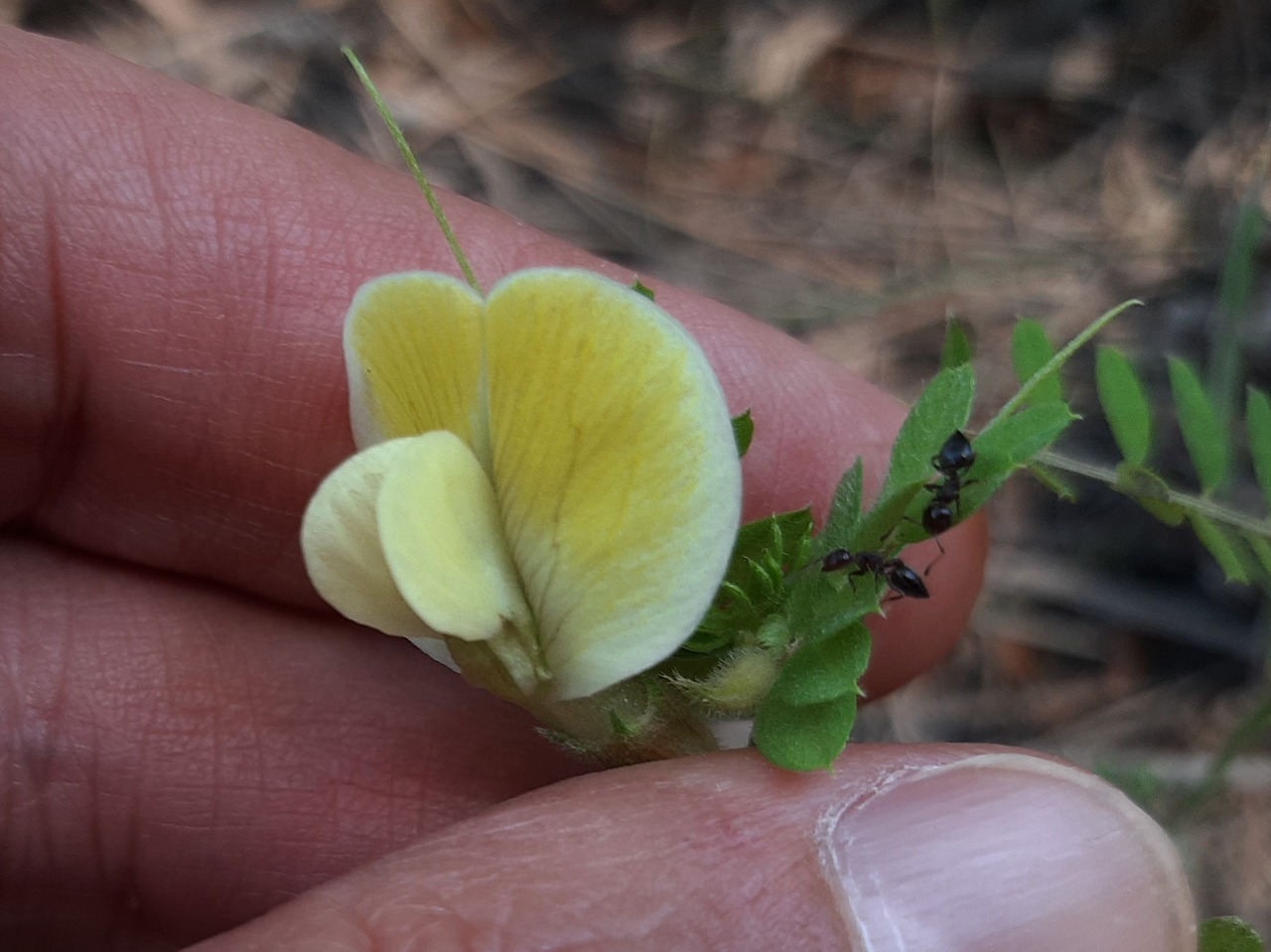 Vicia hybrida