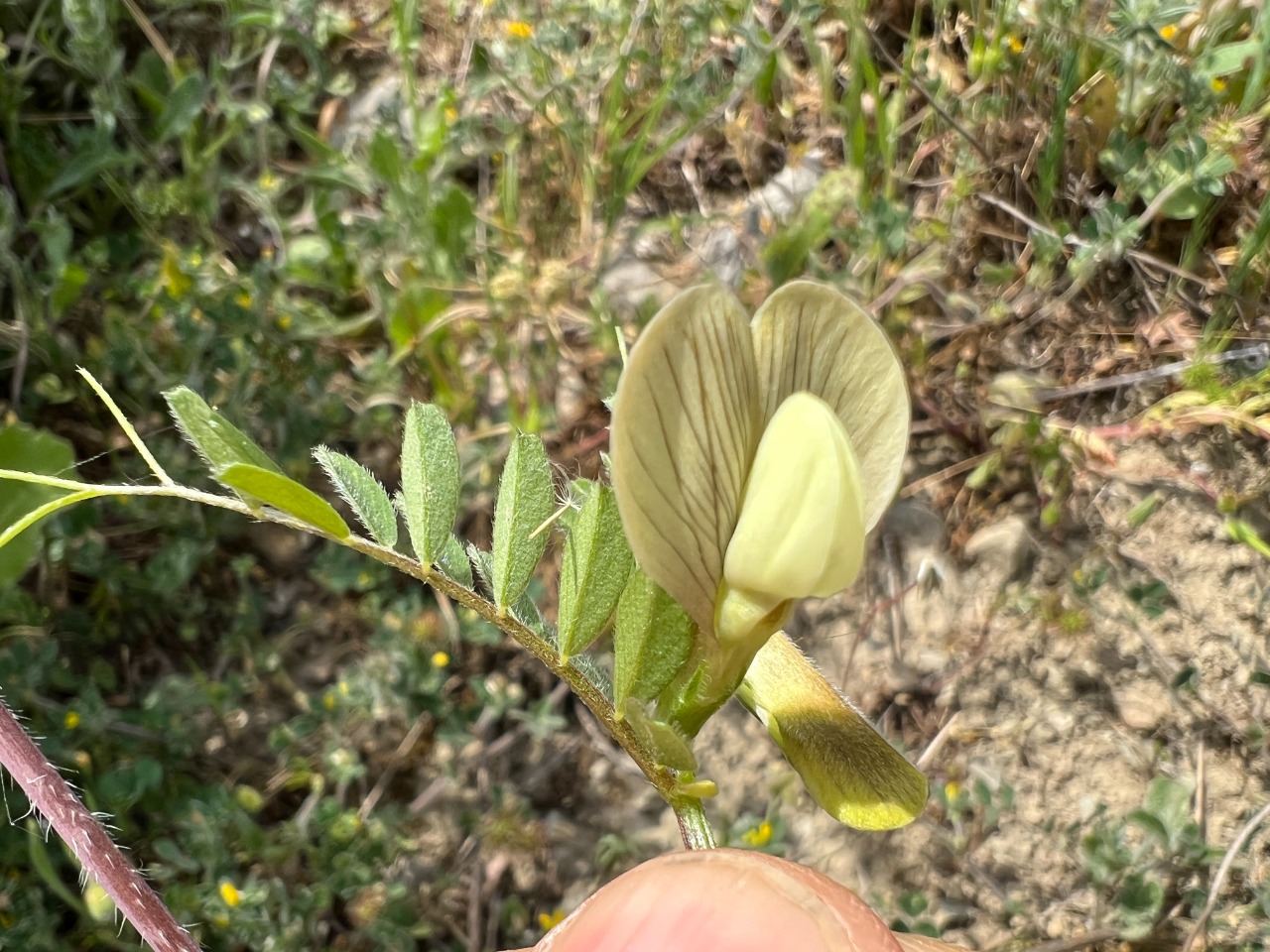 Vicia hybrida