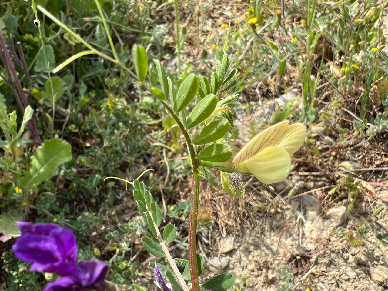 Vicia hybrida