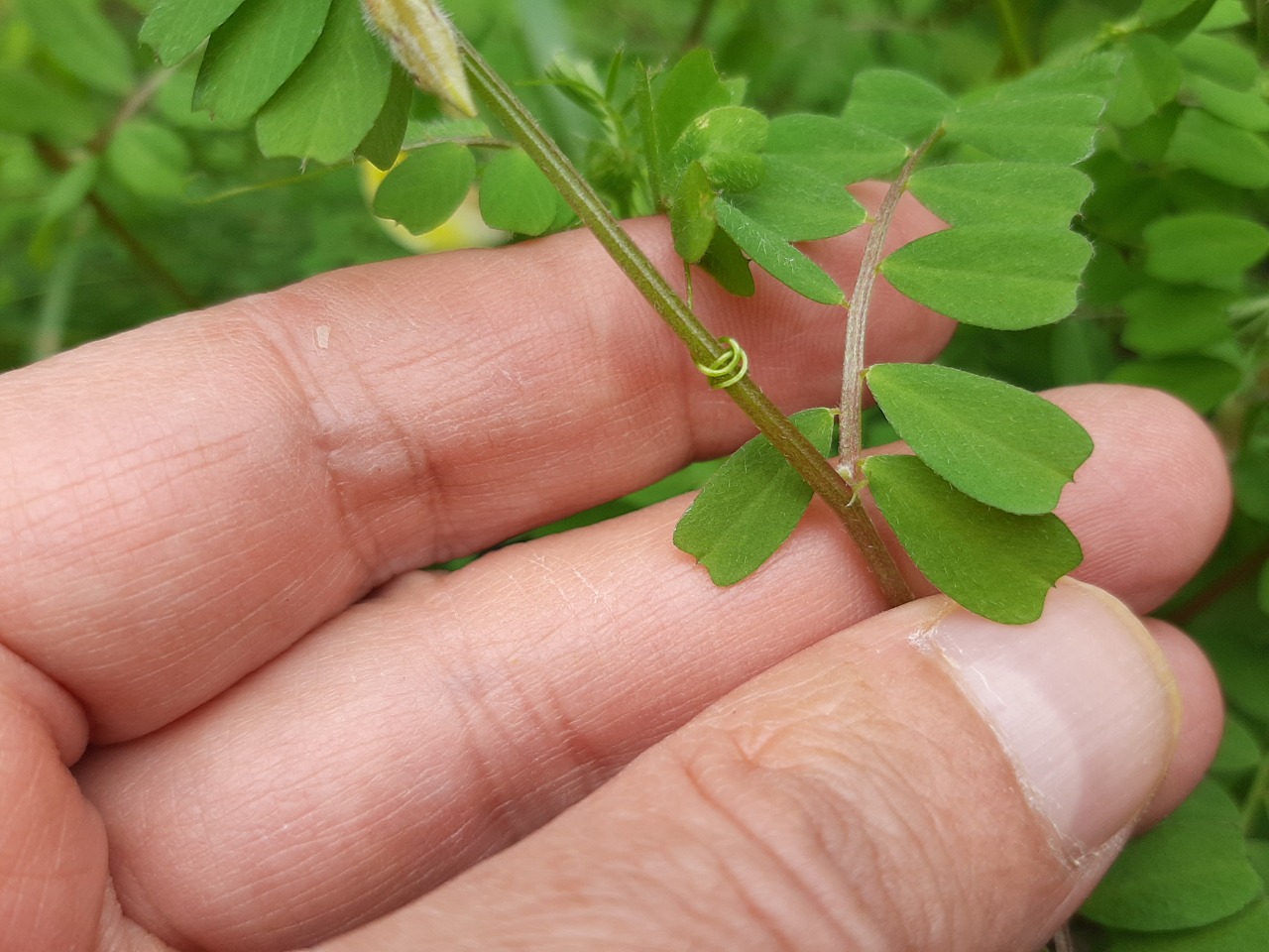 Vicia hybrida