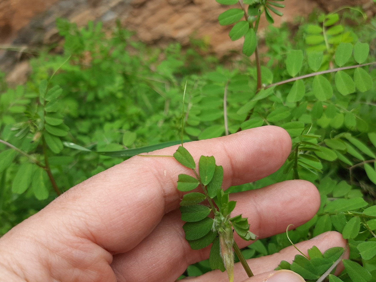 Vicia hybrida