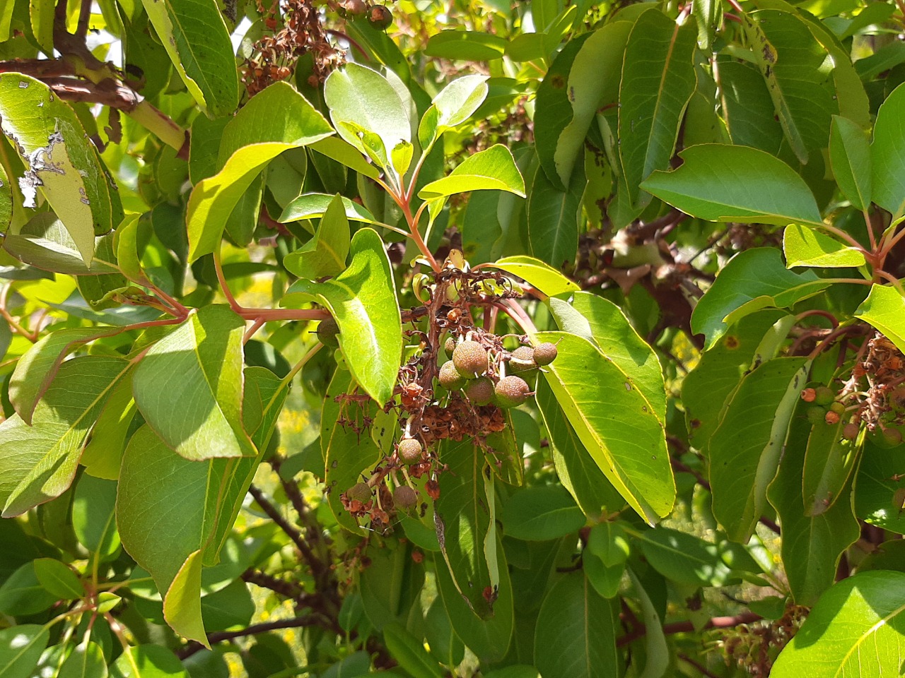 Arbutus andrachne