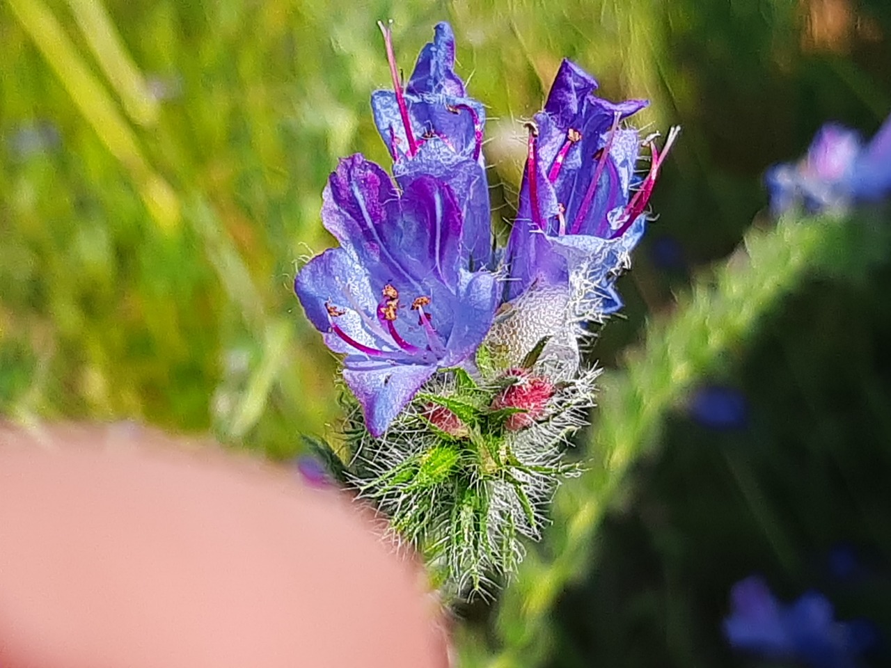 Echium plantagineum