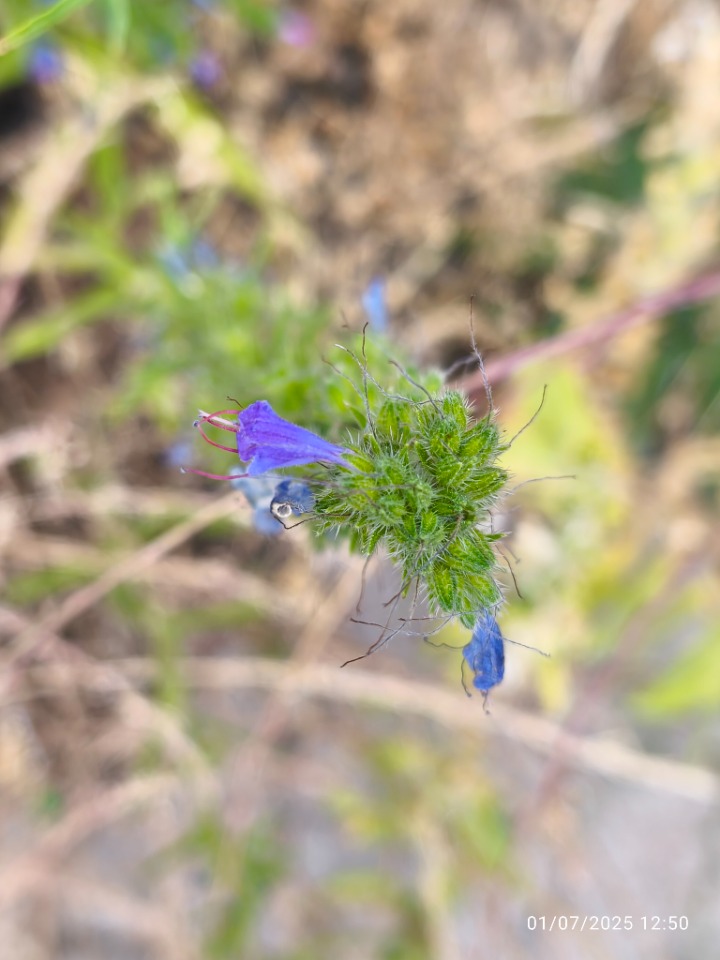 Echium plantagineum