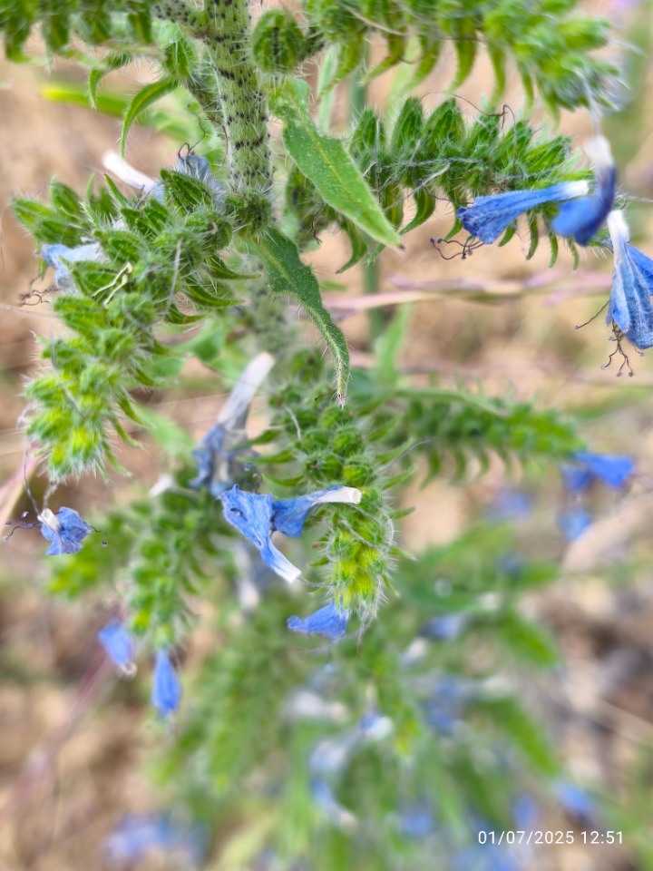 Echium plantagineum