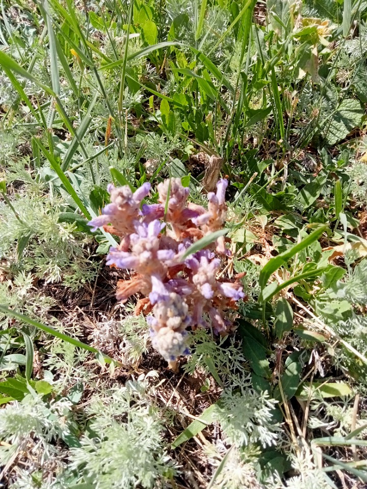 Orobanche crenata