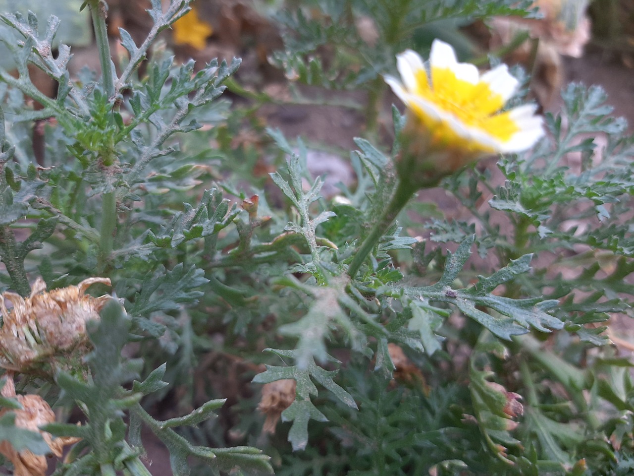 Glebionis coronaria