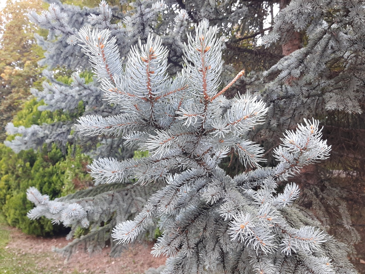 Picea pungens