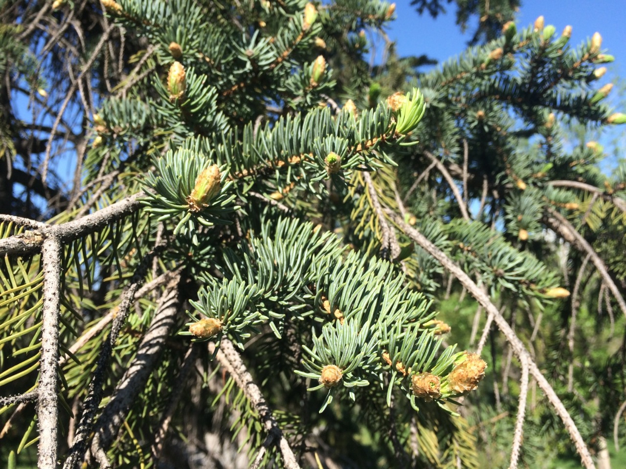 Picea pungens