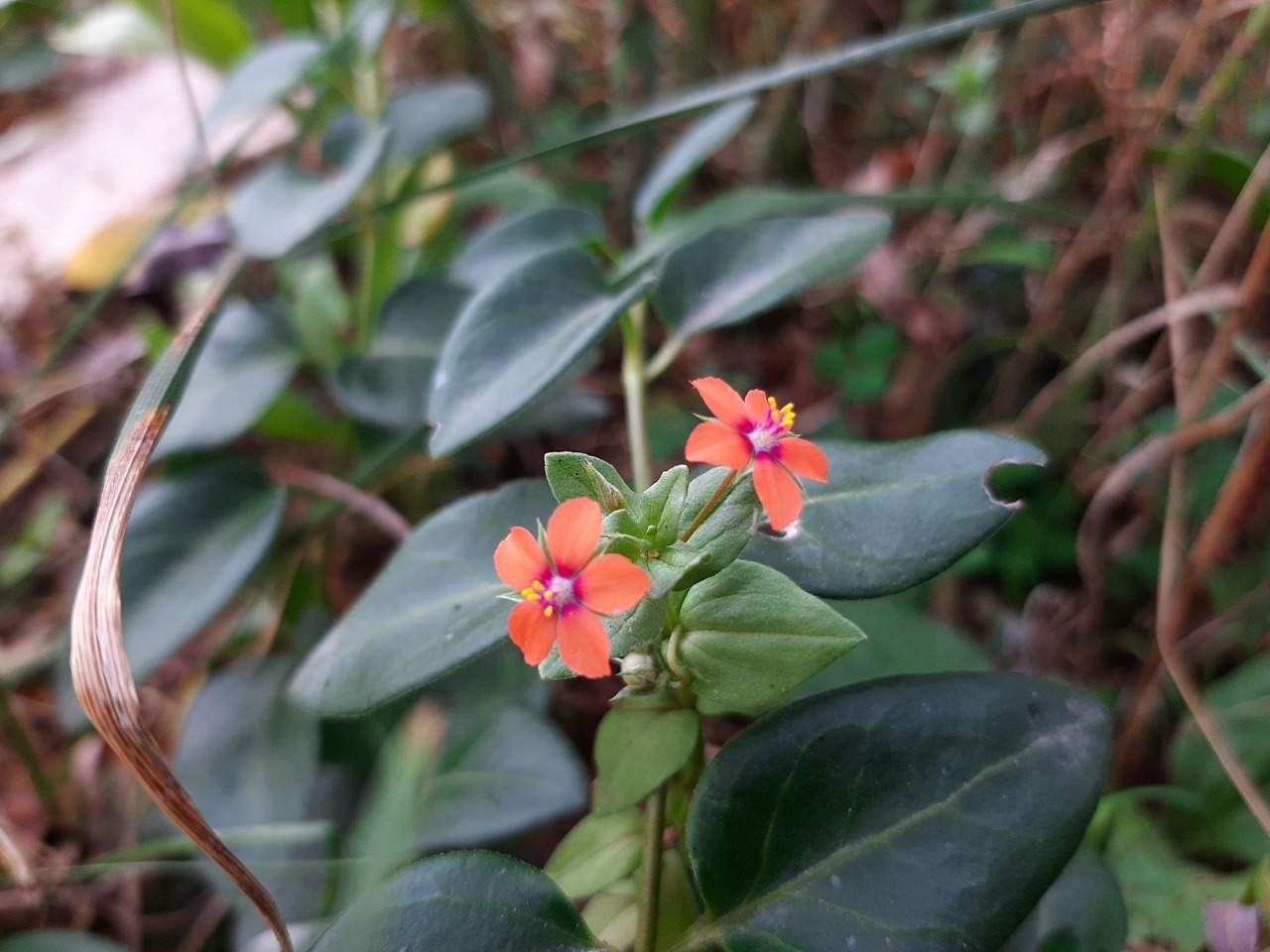 Anagallis arvensis