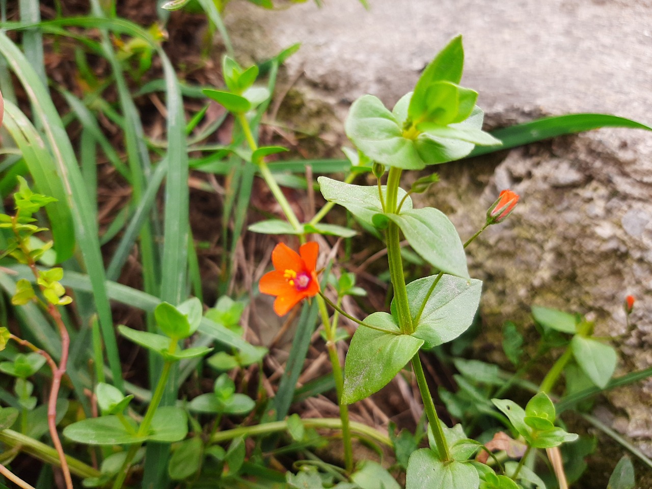 Anagallis arvensis