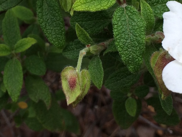 Cistus salviifolius