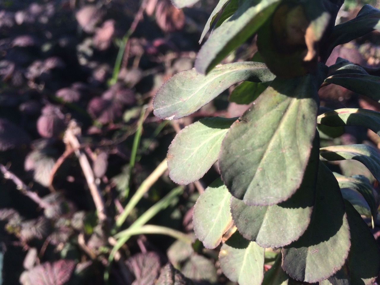 Euphorbia helioscopia