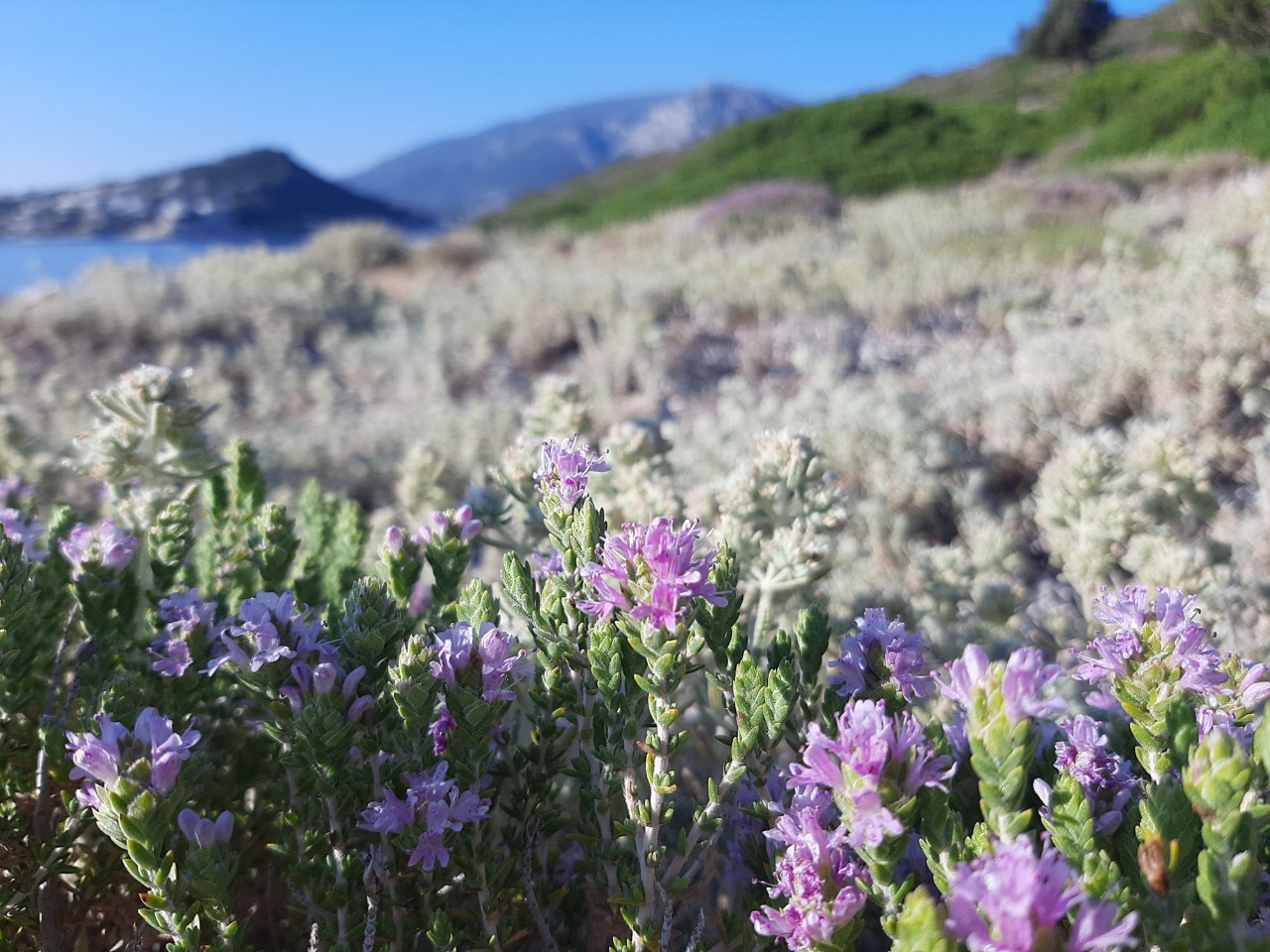 Thymus sp.