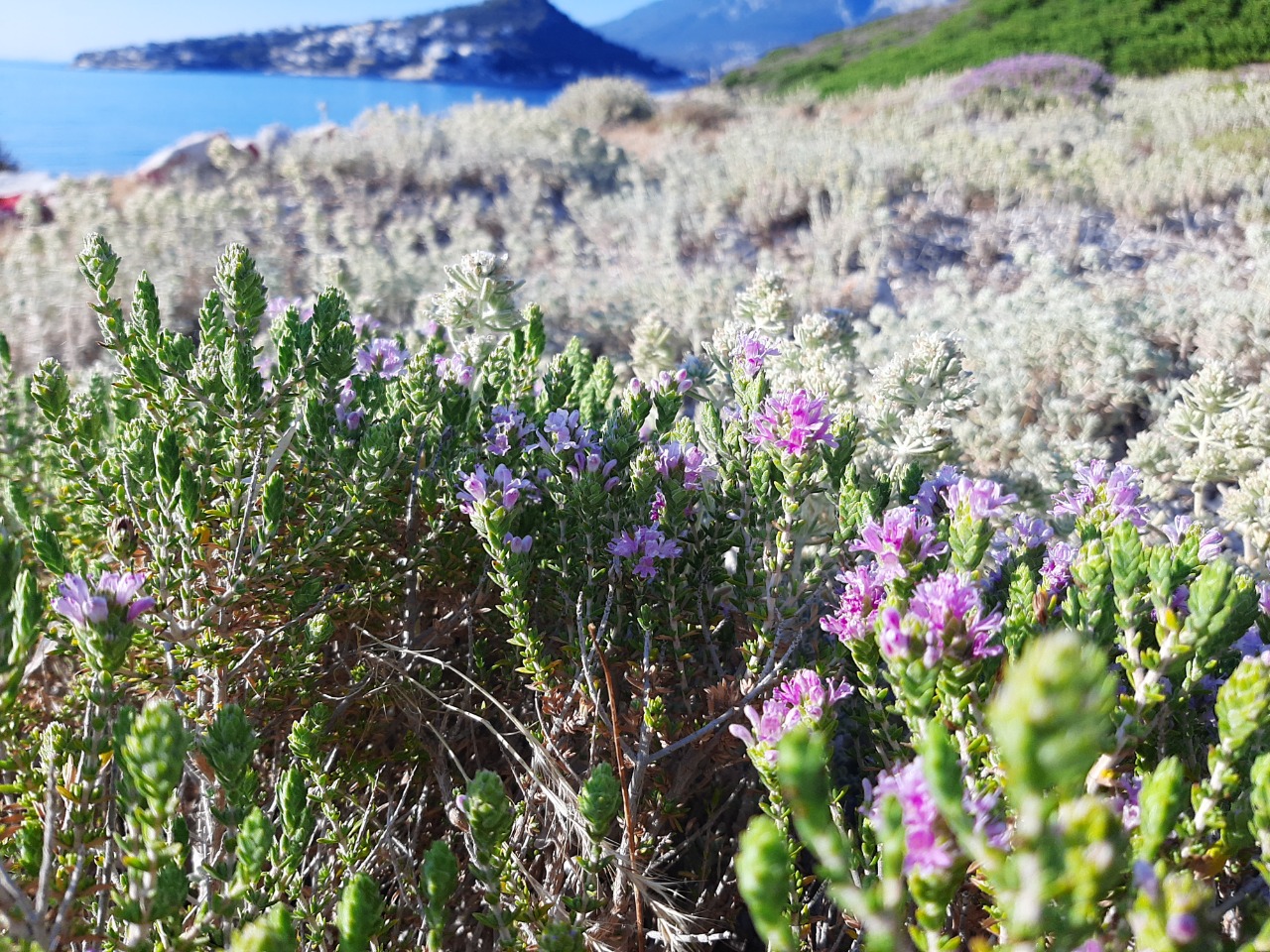 Thymus sp.