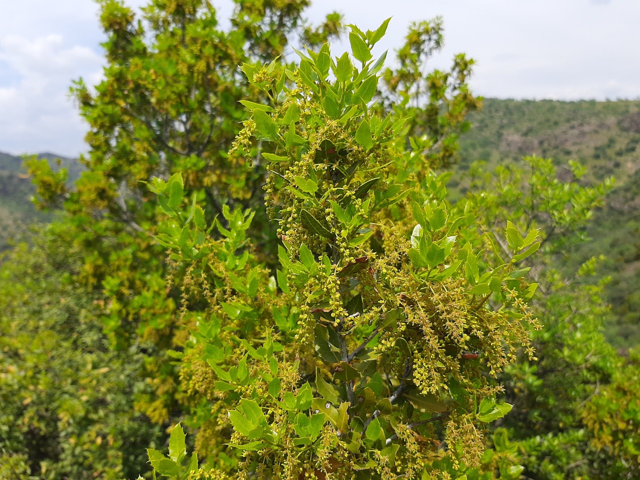 Quercus coccifera