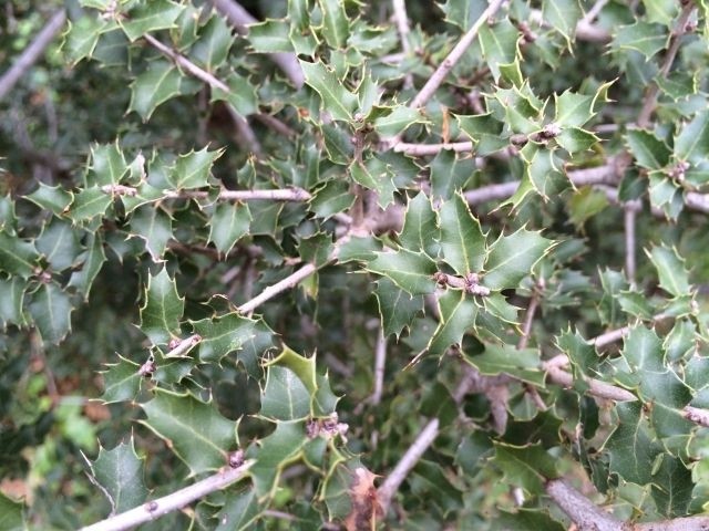 Quercus coccifera