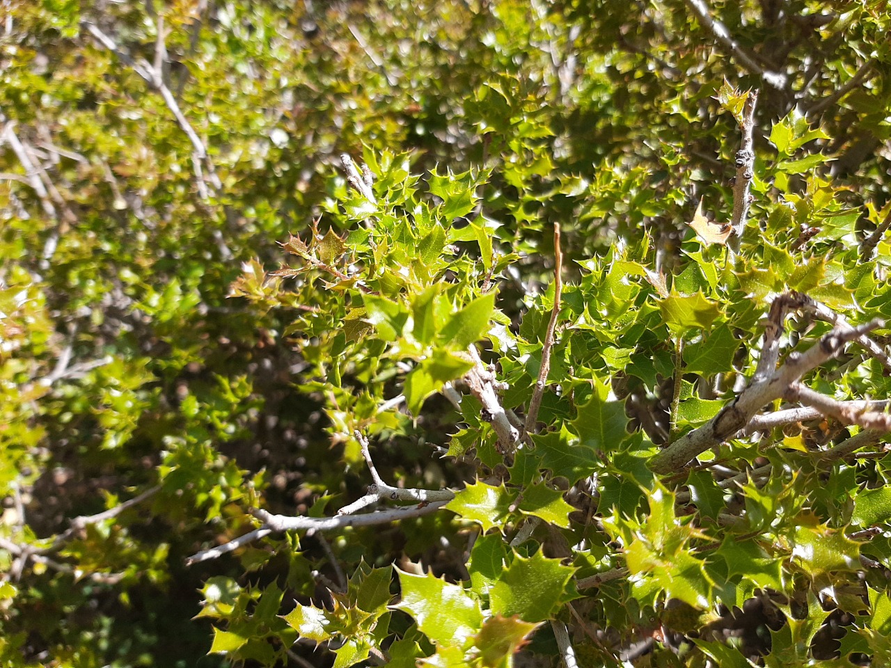 Quercus coccifera
