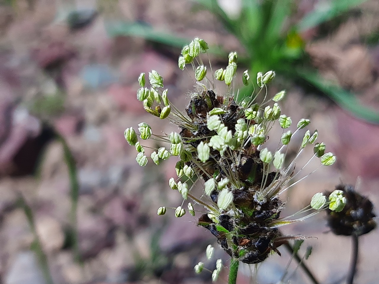 Plantago lanceolata