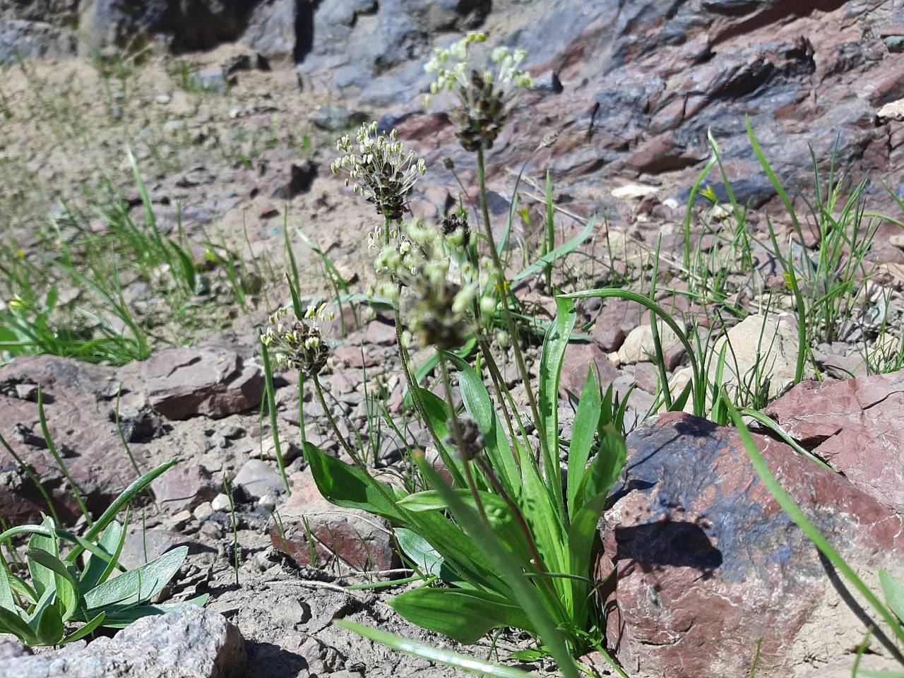 Plantago lanceolata