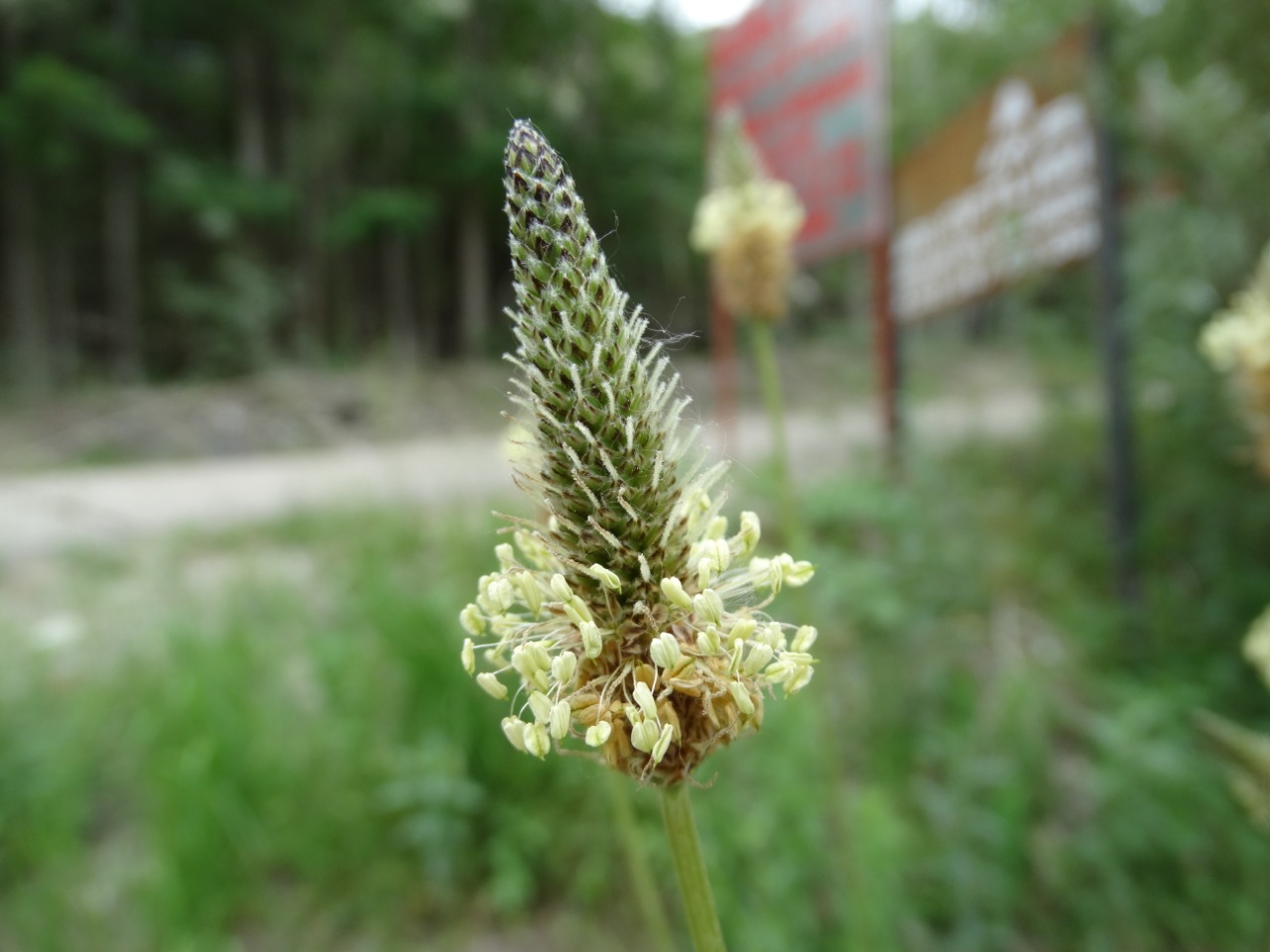 Plantago lanceolata