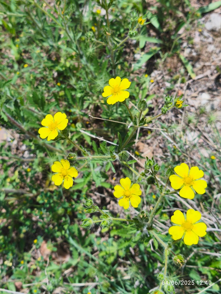 Potentilla reptans