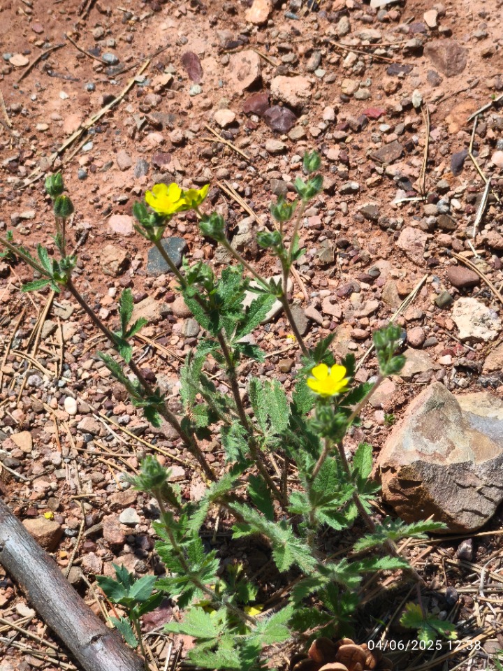 Potentilla reptans