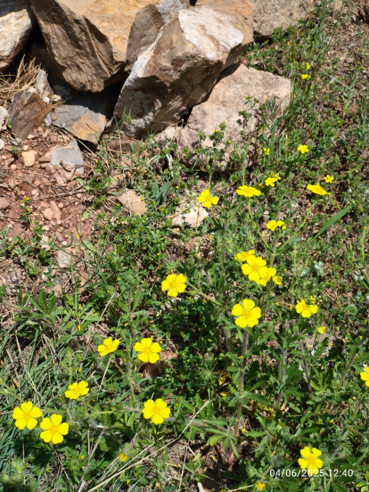 Potentilla reptans