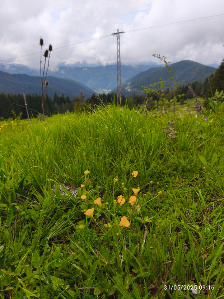 Ranunculus repens