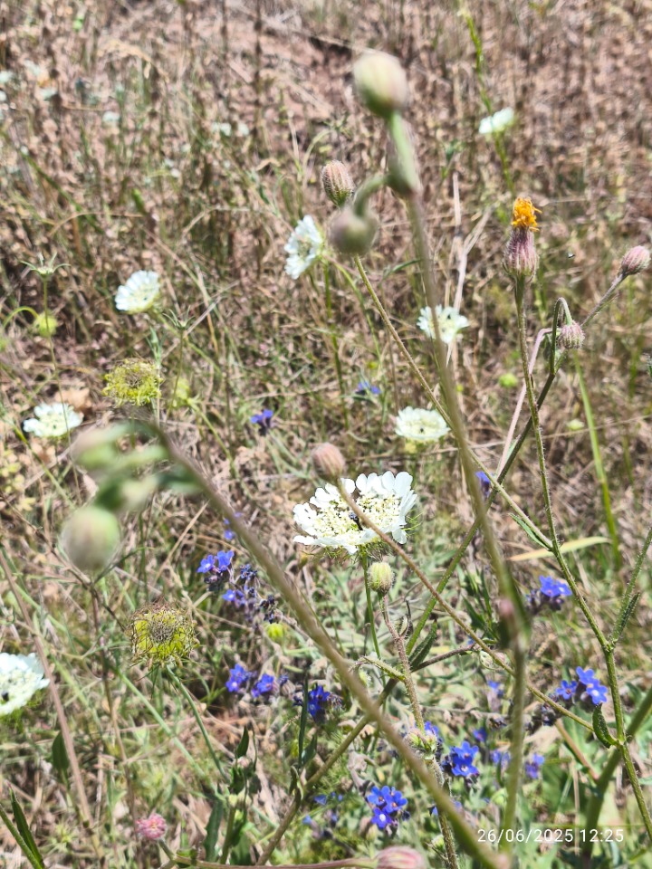 Artedia squamata
