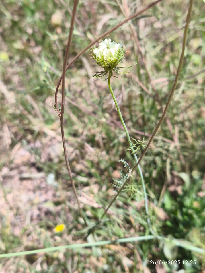 Artedia squamata