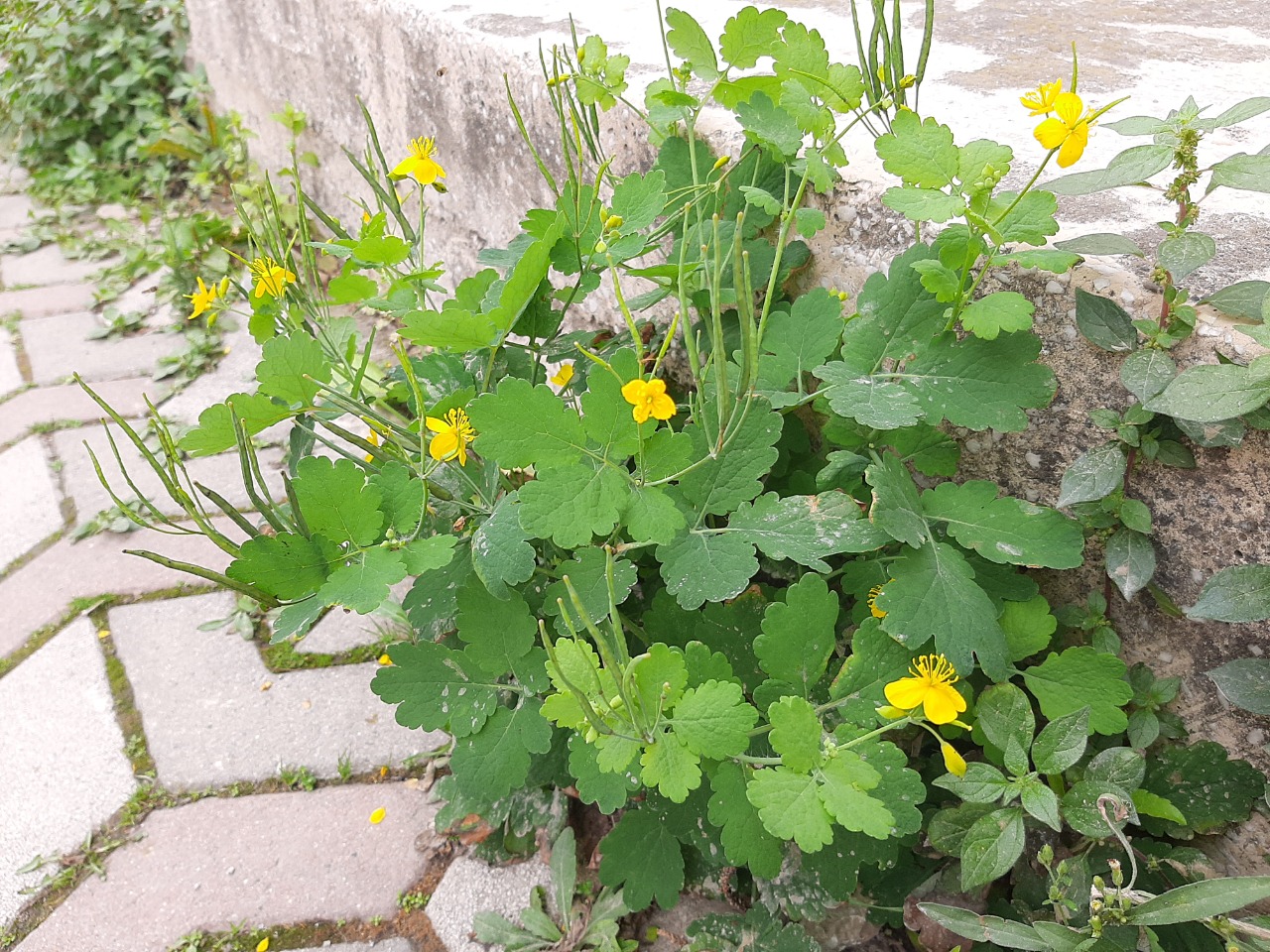 Chelidonium majus