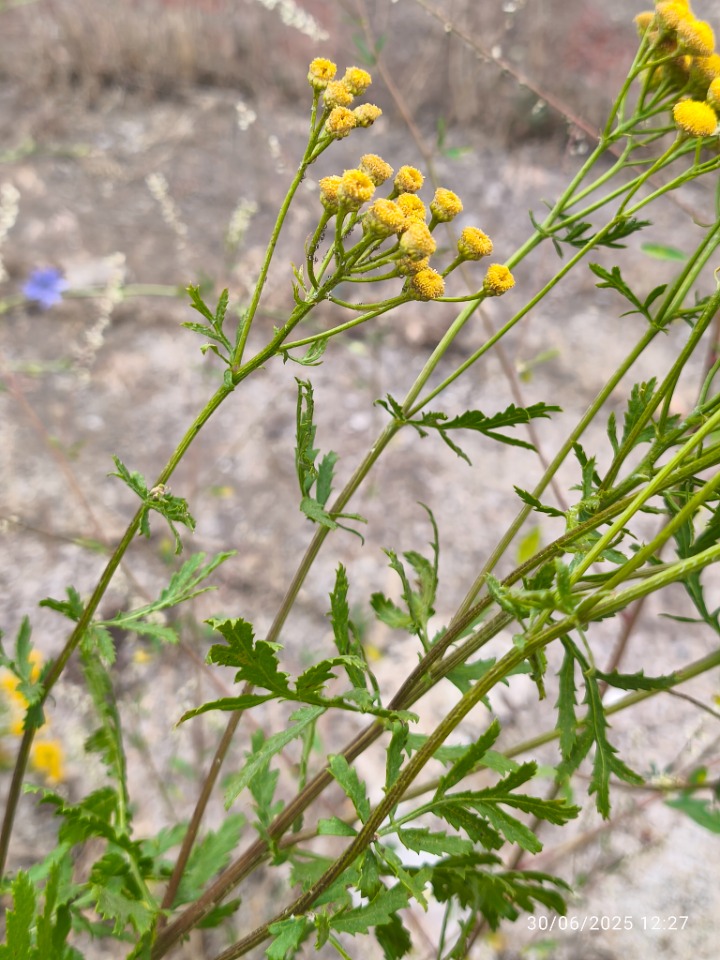 Tanacetum vulgare