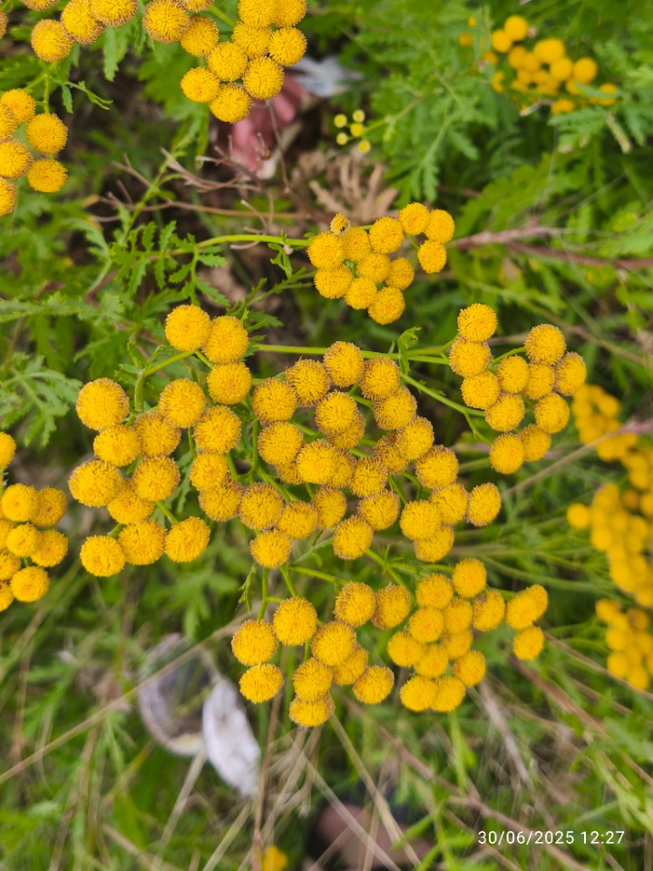 Tanacetum vulgare