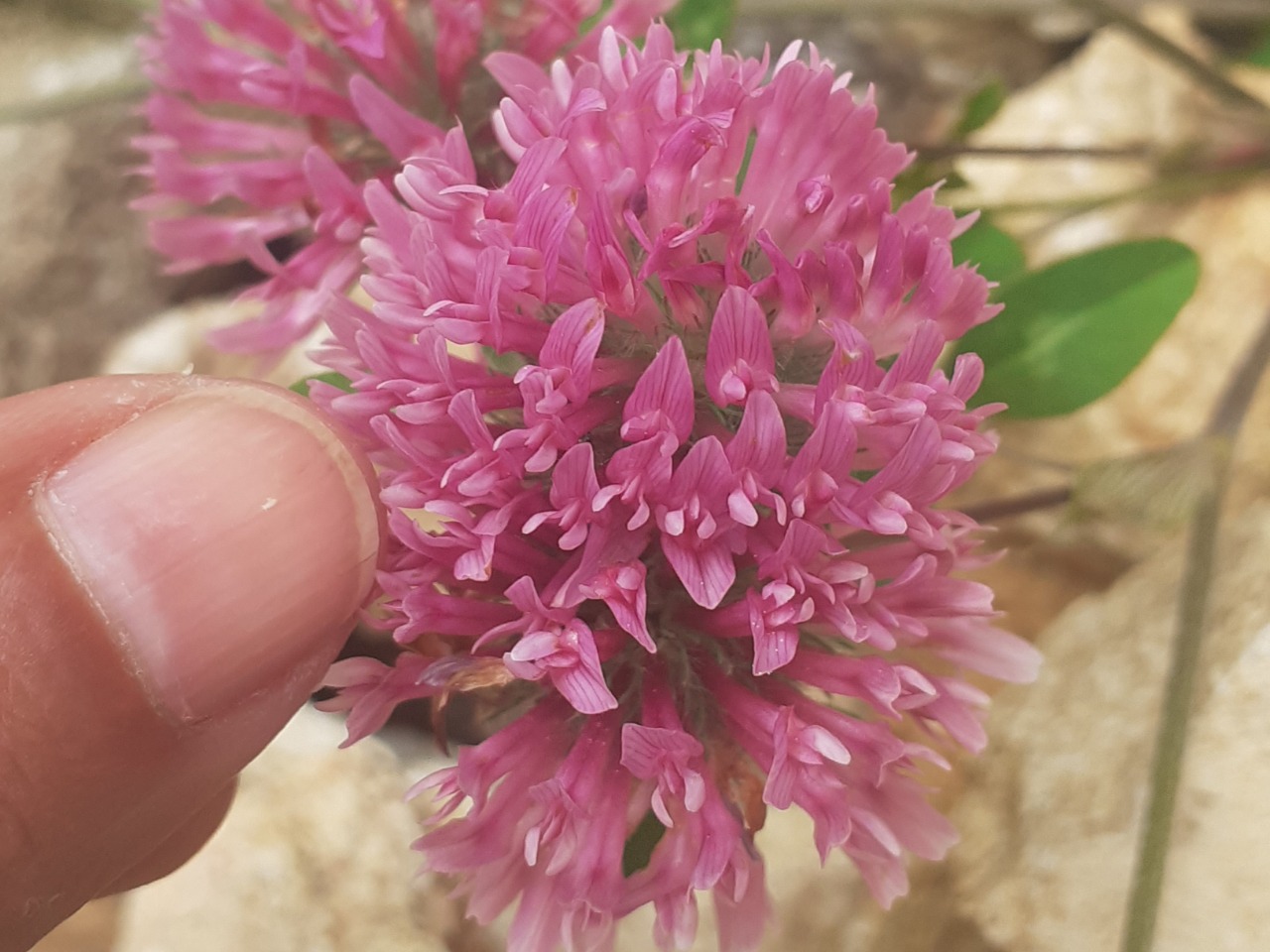 Trifolium pratense