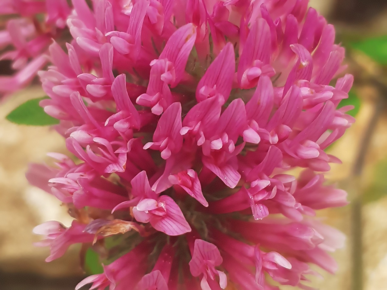 Trifolium pratense