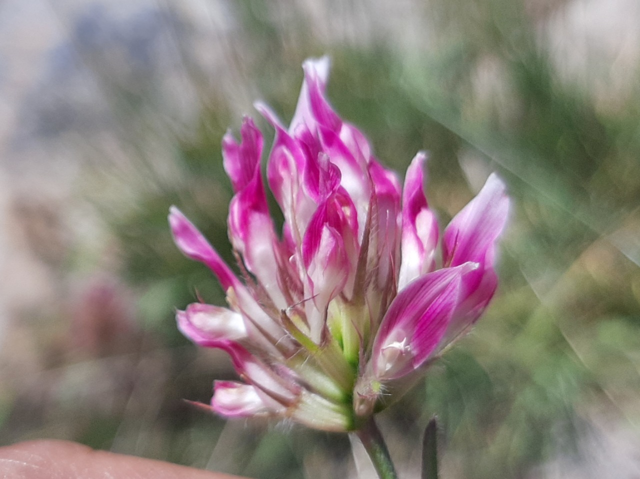 Trifolium pratense