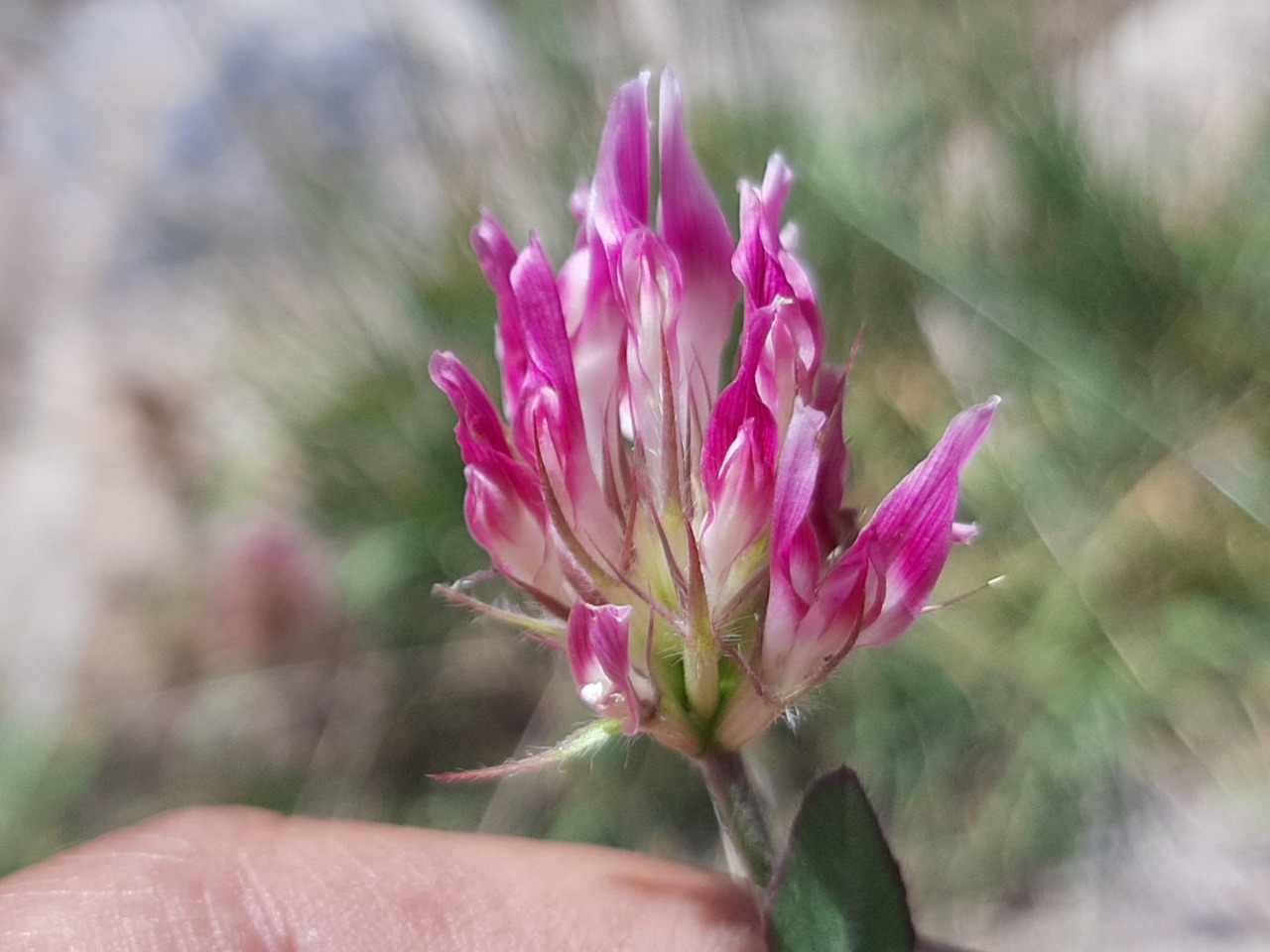 Trifolium pratense