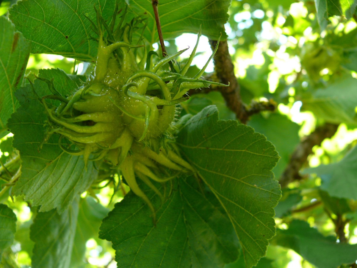 Corylus colurna