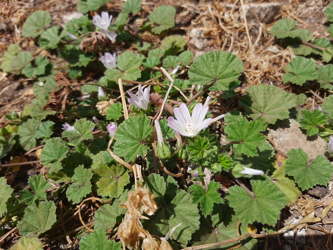 Malva neglecta