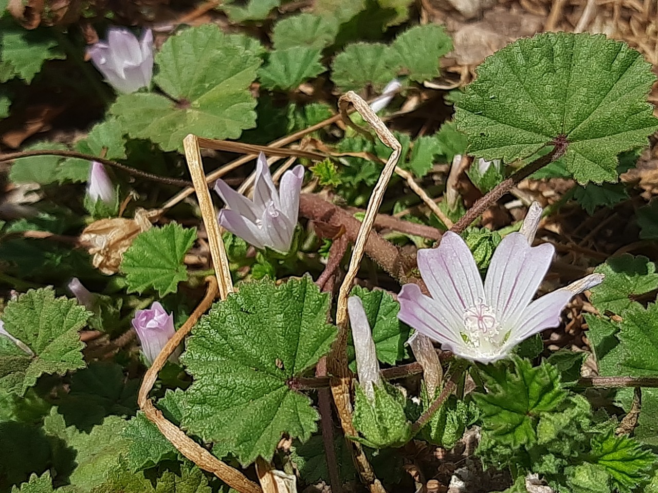 Malva neglecta