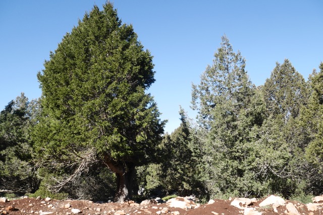 Juniperus excelsa