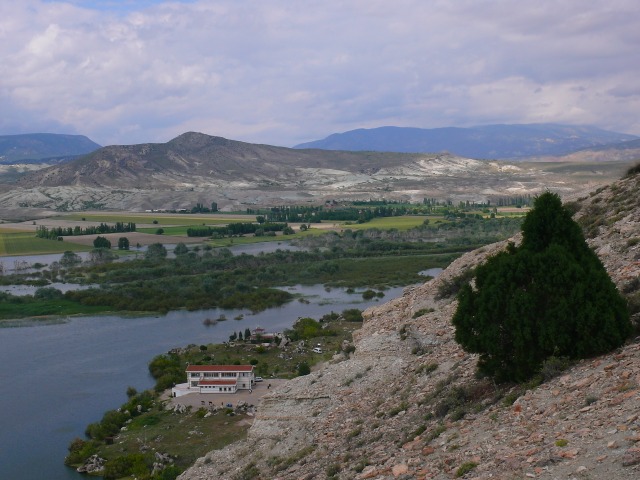 Juniperus excelsa