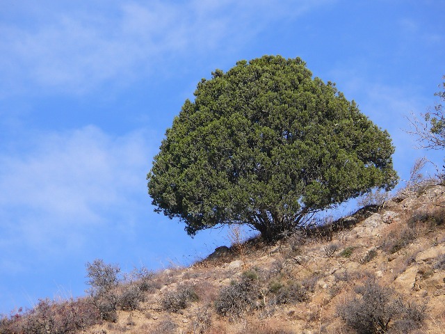 Juniperus excelsa