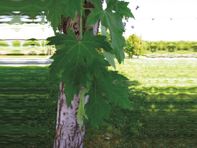 Acer saccharinum